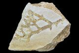 Fossil Plant (Brachyphyllum) - Solnhofen Limestone, Germany #97471-1